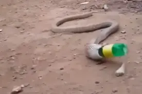 眼镜蛇饥不择食吞下塑料瓶 无法消化又完整吐出