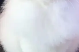 大家的布偶猫都是这样的吗？#宠物 @抖音小助手