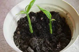 切下一块生姜芽，就能繁殖一大盆生姜盆栽视频封面