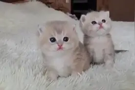 两只英短蓝金小猫咪抱在一起，滚呀滚呀……视频封面