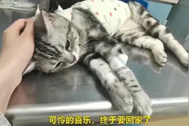 猫咪想家会有哪些表现，看看这只刚出院的小猫就知道了
