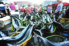 三亚渔民节后出海捕鱼喜获丰收 供应岛内外市场图片