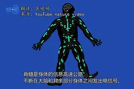 看似不可再生脊髓细胞有了再生的可能！