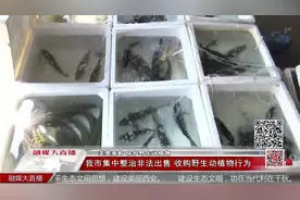 重拳出击！西安市集中整治非法出售 收购野生动植物行为视频封面