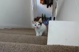 主人跟小奶猫玩躲猫猫，小奶猫小心翼翼的慢慢靠近，好眼神好可爱