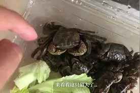 竟然都活了！半个月前海边挖的小螃蟹，每天吃肉吃青菜，还能吃啥