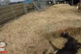 直击国外奶牛场：奶牛产仔时，用尽全身力气也生不出来，还好有~视频封面