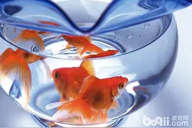 常见的鱼缸降温法图片