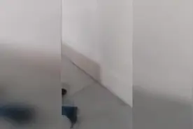 二货主人居然放屁！狗狗的心情谁能懂？可爱狗狗搞笑视频视频封面