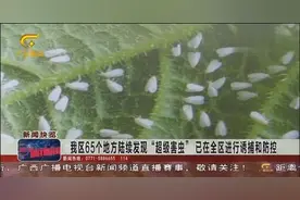 “超级害虫”入侵我国，广西65个地方陆续有发现，形势严峻视频封面