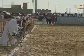 中东土豪赛犬比赛，这批狗应该都很贵吧视频封面