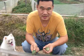 知道如何辨别青蛙雌雄呢？军哥带你了解下