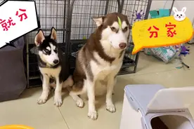 可怜的小二哈，被主人区别对待。凄惨！