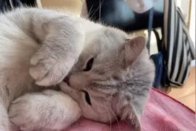 猫咪睡觉被打扰，气得大发脾气，抬腿把主人一脚踹开