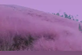 打卡楚雄网红地，你来了吗？视频封面