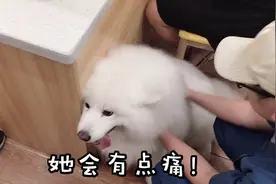 花368元买的智能定位犬牌，带狗狗去注射芯片，没想到她很淡定！视频封面