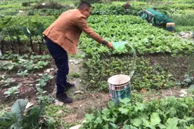 施肥后给蔬菜浇水必须要记住这点，否则蔬菜会全部死掉视频封面