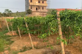 投资五万元左右种植的百香果，湖南种植百香果如何？视频封面