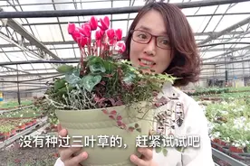 耐晒耐寒又耐剪的三叶草，原来也可以这么好看