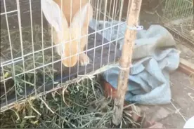 虎皮黄兔大家见过吗？这是农家养殖不错的选择，听听它有哪些优点视频封面