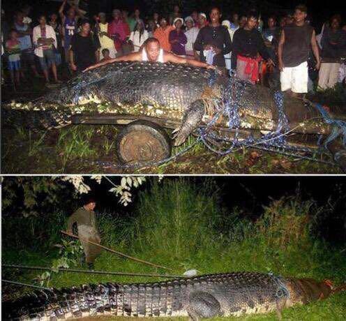 重达36斤的黄鳝,称之为黄鳝中的王中之王,长见识