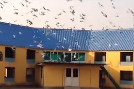 阅兵仪式七万只鸽子放飞，代表新中国成立70周年，场面太美了