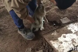 今天给母兔打消炎针