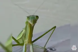 拍蟑螂的时候意外发生，女孩吓疯惊叫不断
