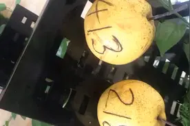 🍐实验🧪 证明我们最熟悉的数字 都有吉、凶  一起来看看吧！