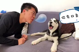 主人对着哈士奇吹气，完蛋了！这次真把二哈惹生气了。视频封面