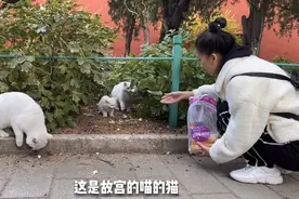 故宫里有很多宫廷猫，真的是古代妃子留下来的吗视频封面