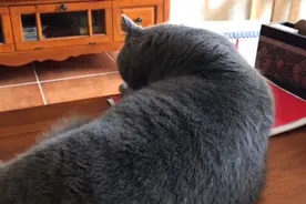 都说猫咪尾巴不让动，来试一试