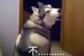 主人惹哈士奇生气后道歉，膨胀的二哈不接受，哈哈，戏真多~视频封面