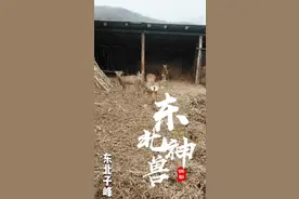 探访东北神兽傻狍子养殖基地，8000一只的价格你会去买来养殖吗？视频封面