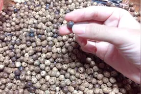 阿森的挑珠日记，星月菩提的玉化籽是怎么来的视频封面