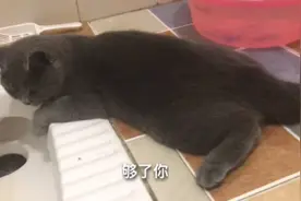 英短蓝猫怪癖之一：趴厕所边看水是怎么回事，说好的猫咪爱干净呢