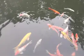 南京东郊国宾馆紫园里面局部拍照之一视频封面