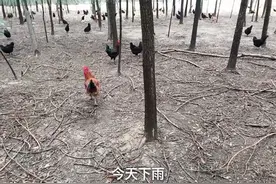 我实在是没有办法了，请各位朋友给我支个招吧