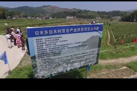 航拍江西万载县白水乡白水村百合产业扶贫项目百合基地。视频封面