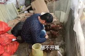 家养的小鸡病了，小哥喂药经验不足掰不开嘴，大家有什么好的方法