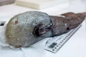 澳深海发现奇特生物 包括“无脸”鱼和食肉海绵图片