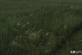 锡林浩特大草原，西乌旗私人牧场，水草丰富，牧场主实力雄厚