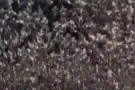 数量庞大的鸟群如同蝗虫一般黑压压的在草原上空飞过被人拍下视频封面