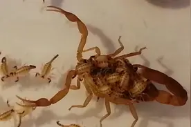 刚出生的小蝎子被蝎子妈妈背着视频封面