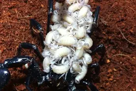 蝎子背着一群小蝎子，看着好吓人视频封面