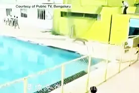 吓尿一裤子，豹子的凶猛，果然名不虚传图片