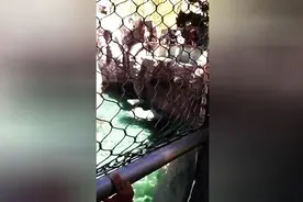 动物园里一只北极熊帮游客捡盘子 太萌了！图片