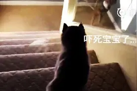 一只喝奶喝太饱的小哈士奇，终于学会下楼梯了，多么痛的领悟！图片