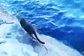 岸上的游客往海里扔食物，猫咪趁机抓捕抢食的鱼，太聪明了图片