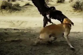 鹰捕猎的精彩瞬间，不愧为空中霸主图片